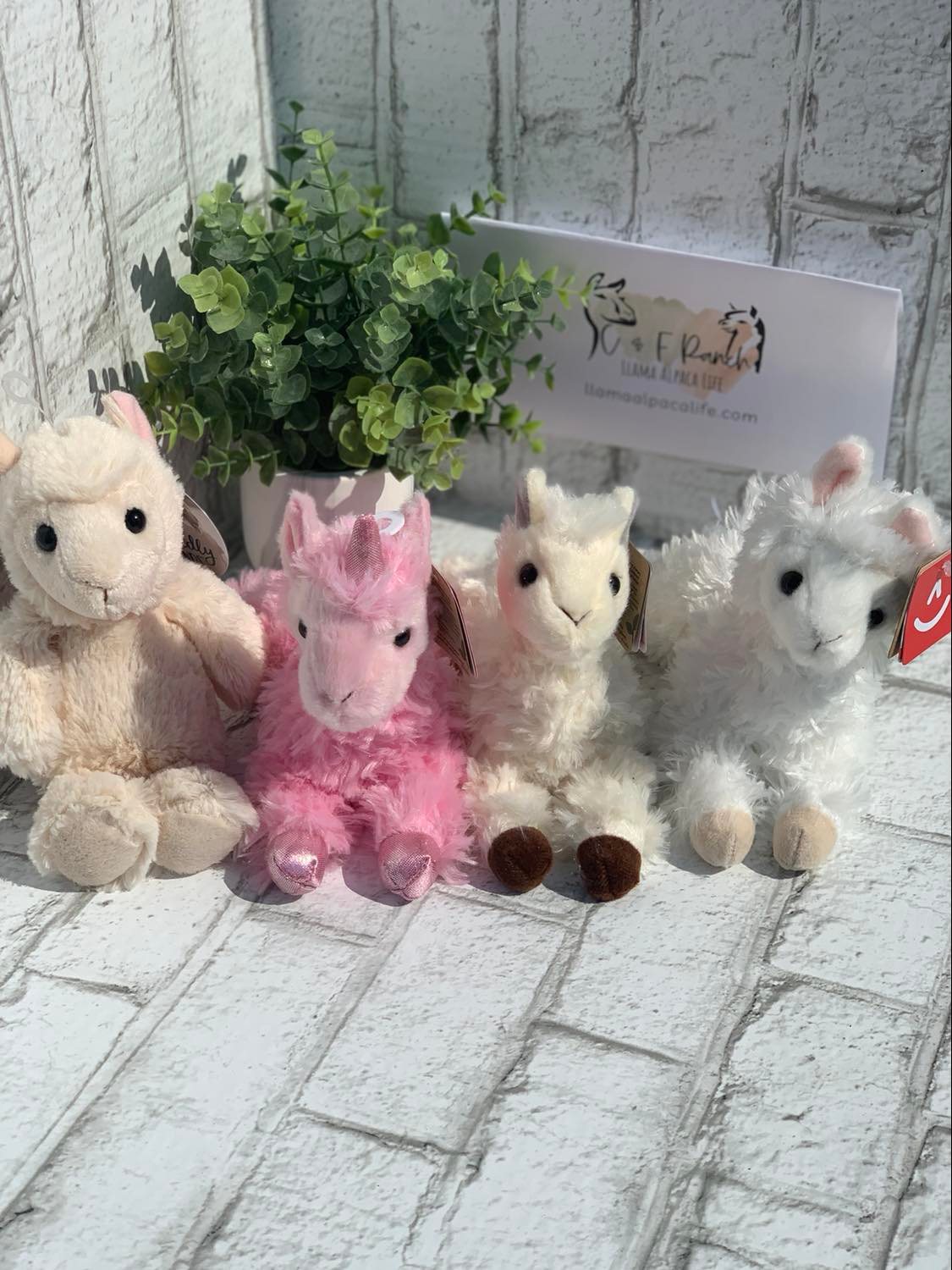 Llama and Alpaca Stuffed Animals